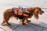 PAWS ABOARD Life Jackets