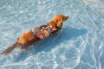 PAWS ABOARD Life Jackets