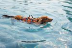 PAWS ABOARD Life Jackets