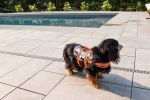 PAWS ABOARD Neoprene Life Jackets