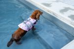 PAWS ABOARD Neoprene Life Jackets