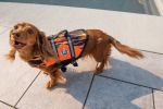 PAWS ABOARD Life Jackets