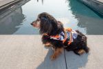 PAWS ABOARD Neoprene Life Jackets
