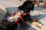 PAWS ABOARD Neoprene Life Jackets