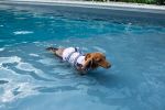 PAWS ABOARD Neoprene Life Jackets