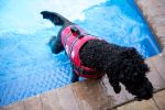 PAWS ABOARD Neoprene Life Jackets