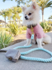 Dog Leash
