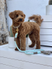 Dog Leash