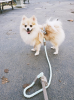 Dog Leash
