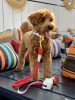 Dog Leash
