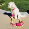 Dog Leash