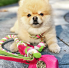 Dog Leash