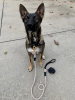 Dog Leash