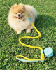 Dog Leash