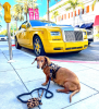 Dog Leash
