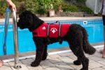 PAWS ABOARD Neoprene Life Jackets