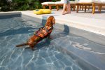 PAWS ABOARD Life Jackets