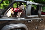 PAWS ABOARD Neoprene Life Jackets