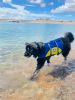 PAWS ABOARD Neoprene Life Jackets