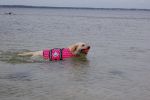 PAWS ABOARD Life Jackets