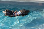 PAWS ABOARD Neoprene Life Jackets