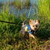 PAWS ABOARD Neoprene Life Jackets