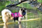 PAWS ABOARD Life Jackets